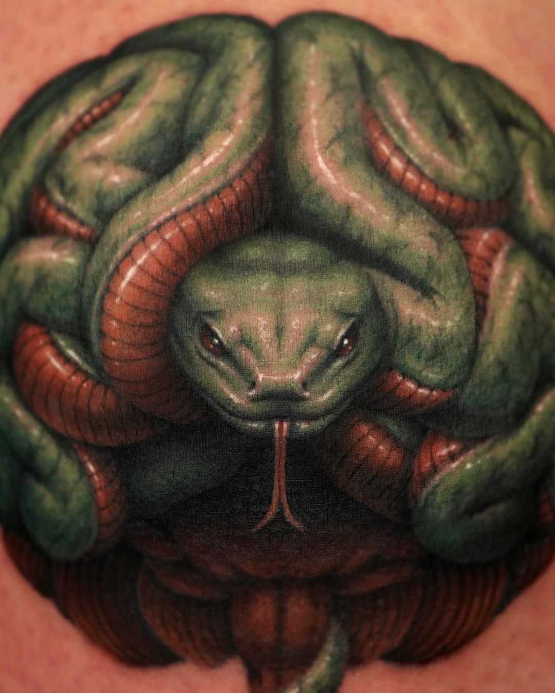Snake, Animal