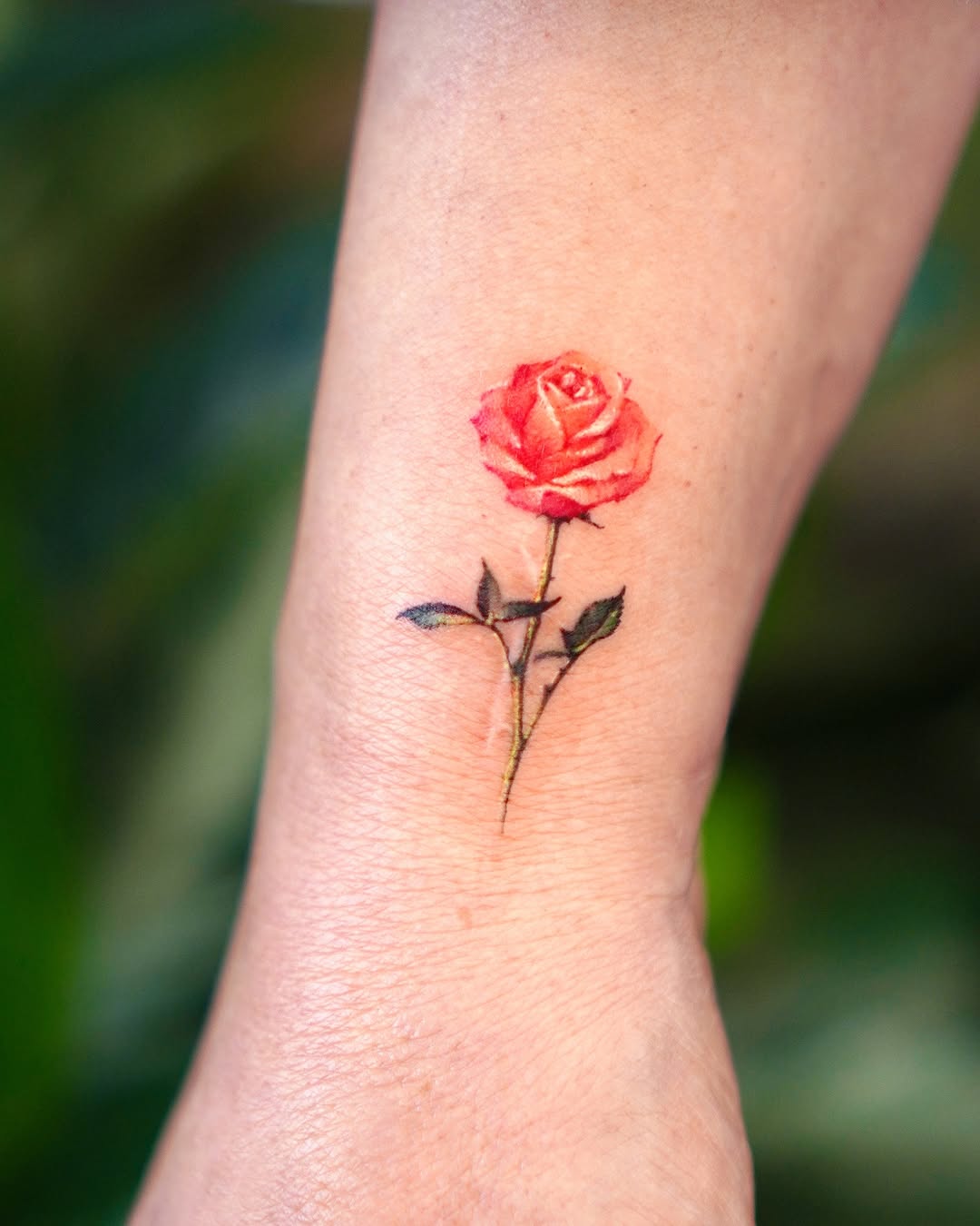 Flower, Rose
