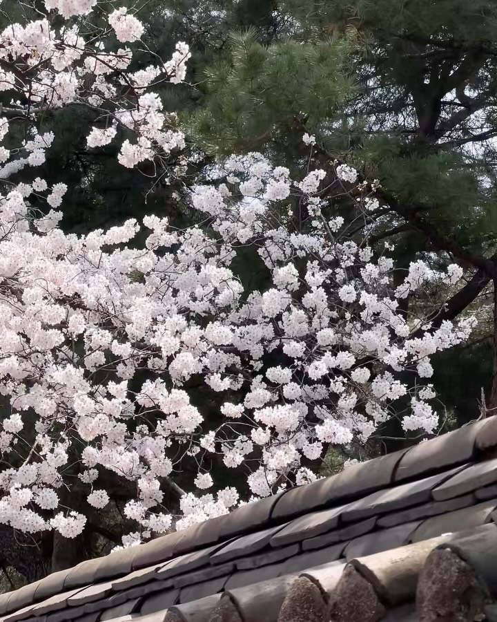 오로라, 팔레트, 테두리