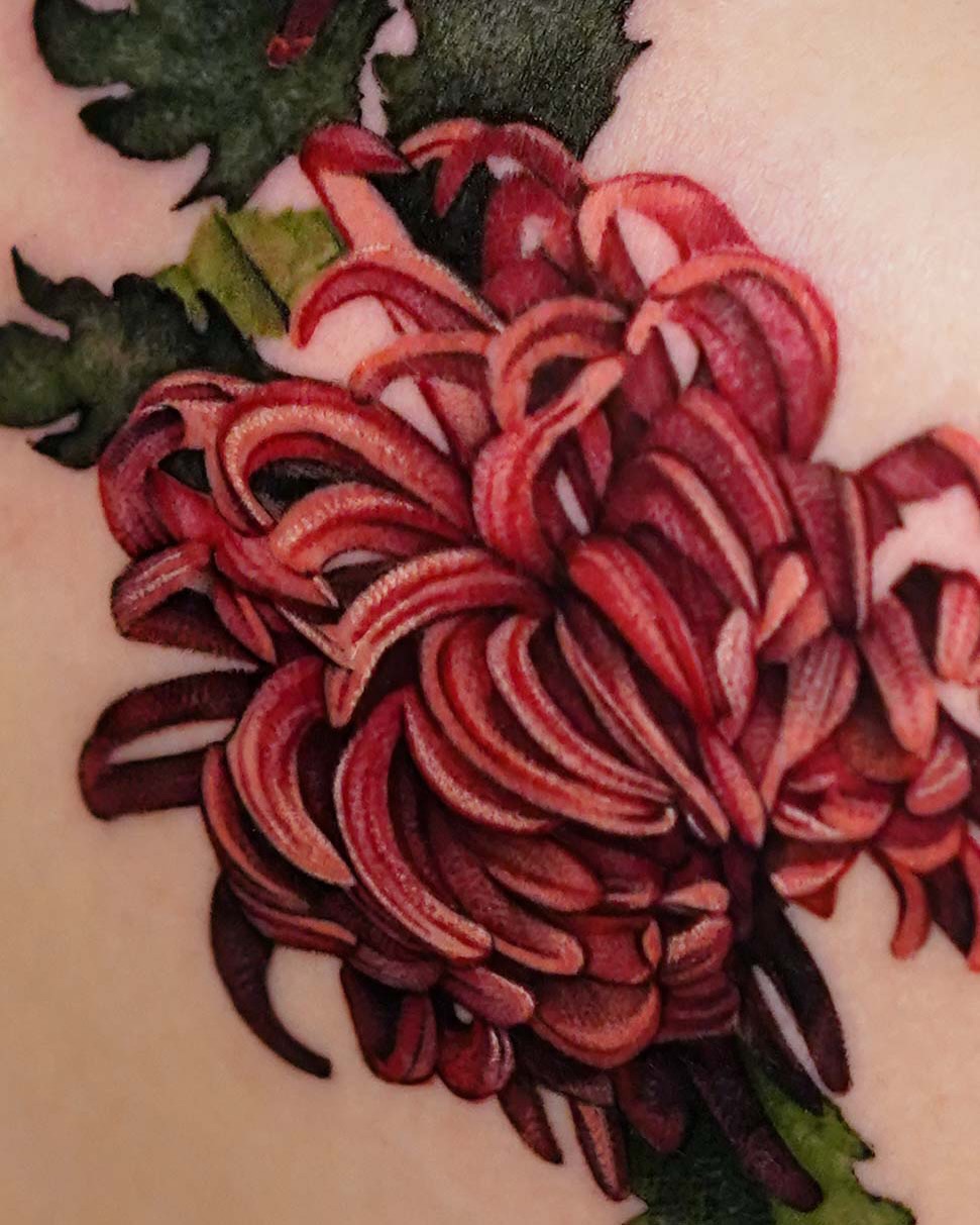 Flower, Rose, Nature