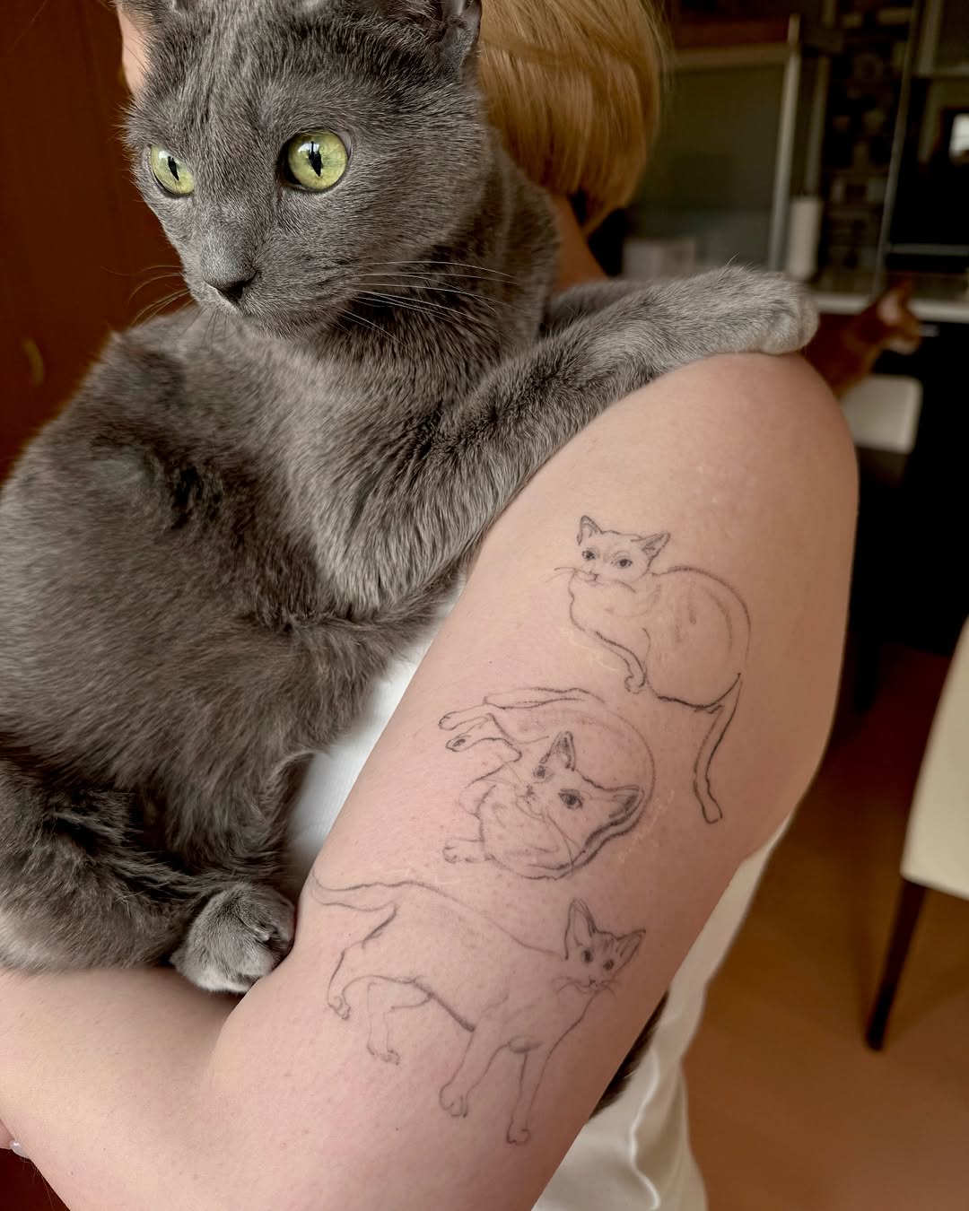 고양이