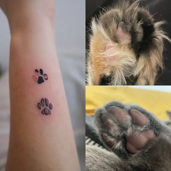 Animal