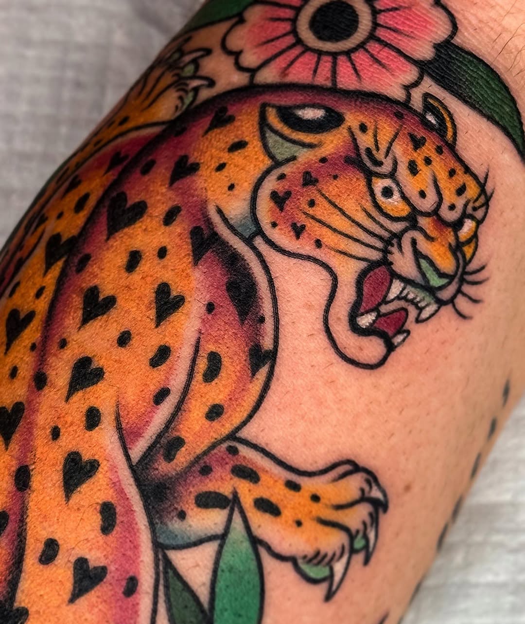 Tiger, Animal, 표범