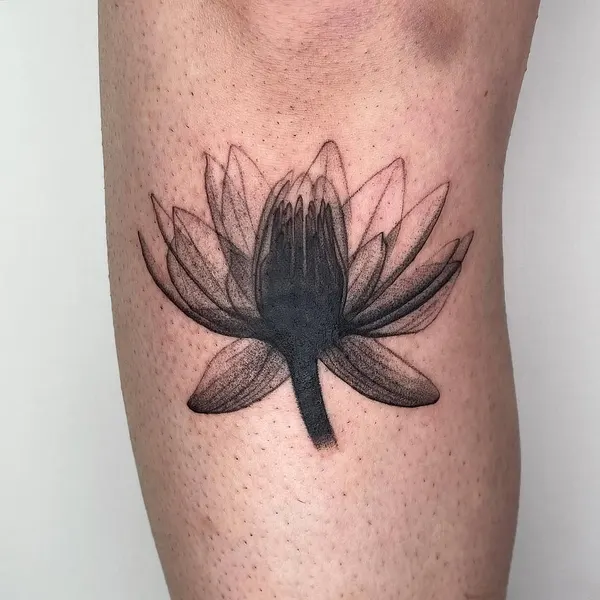 Flower, 연꽃, 한국 연꽃