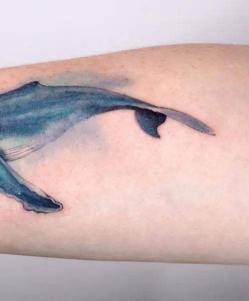 Nature, 돌고래, 고래, 상어, Animal