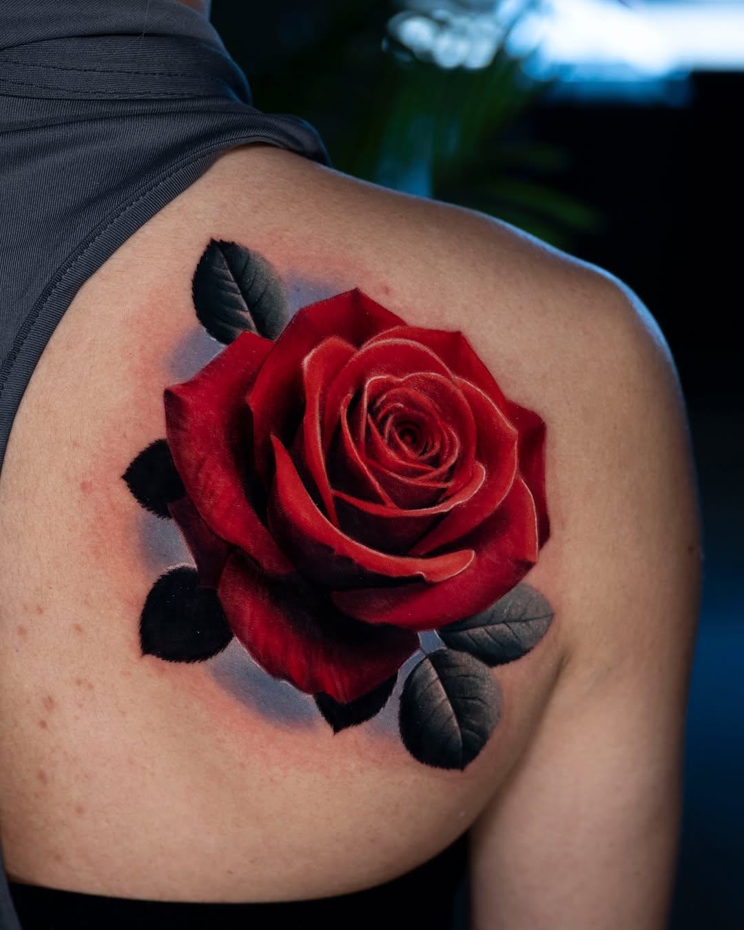 Flower, Rose, Nature