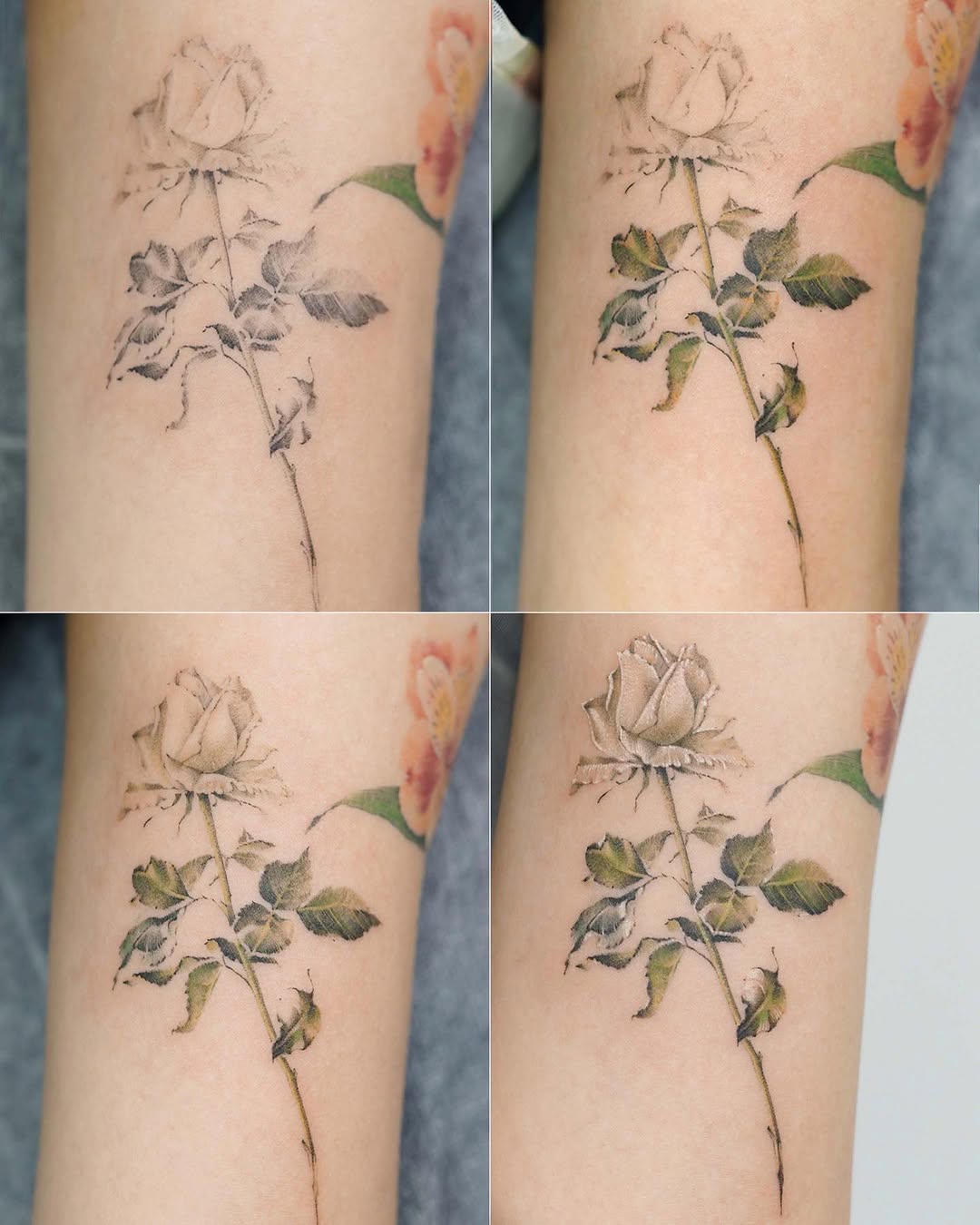 Rose, Flower
