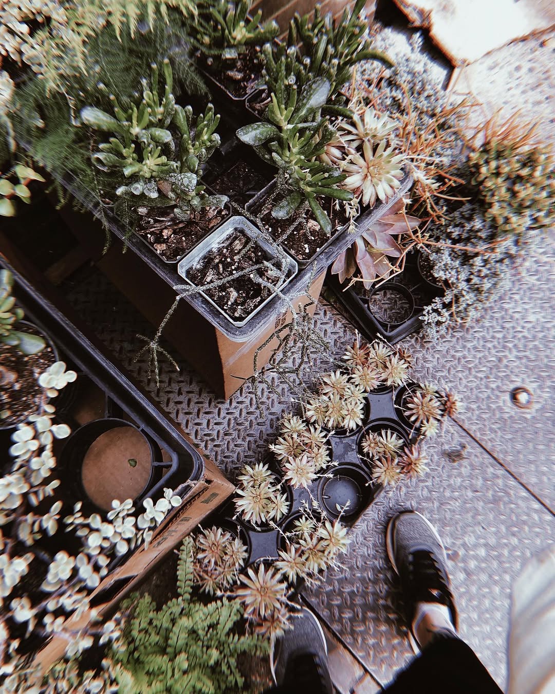 fflowerporn