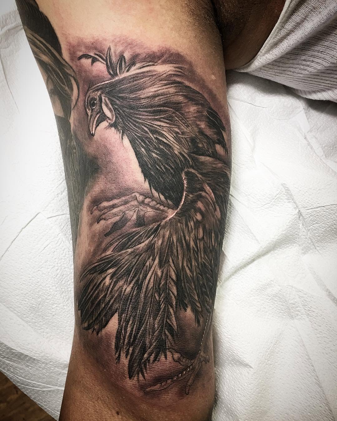 Animal