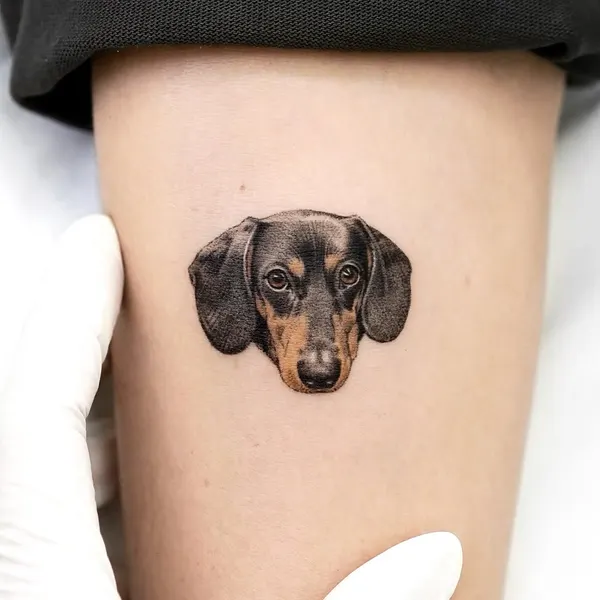Animal