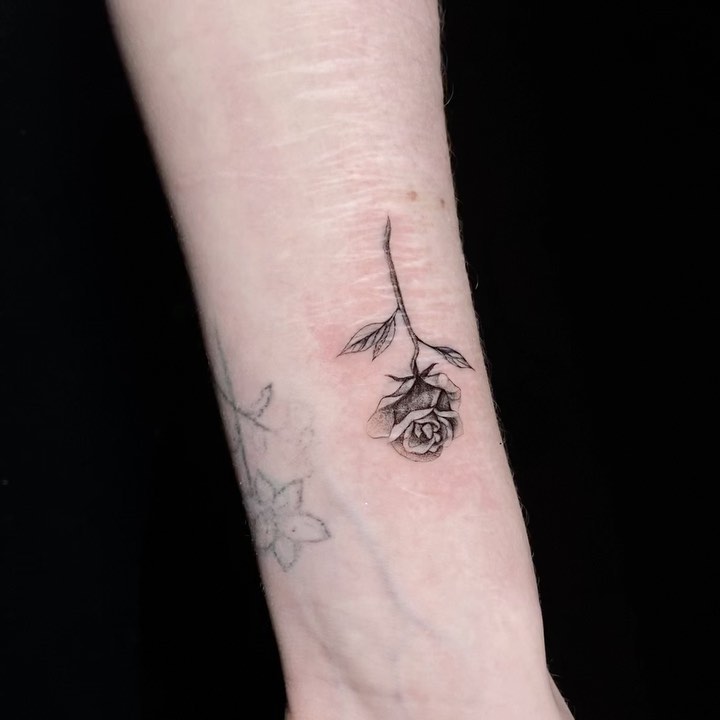 Flower, Rose