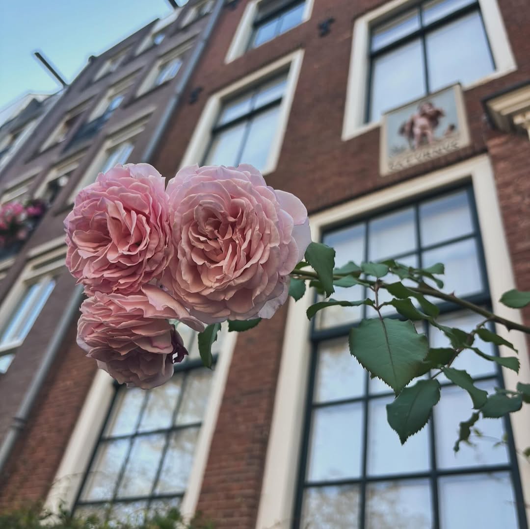 Flower, Nature, Rose