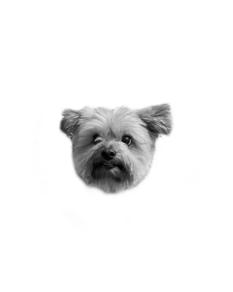 강아지