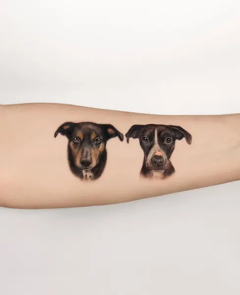 Animal