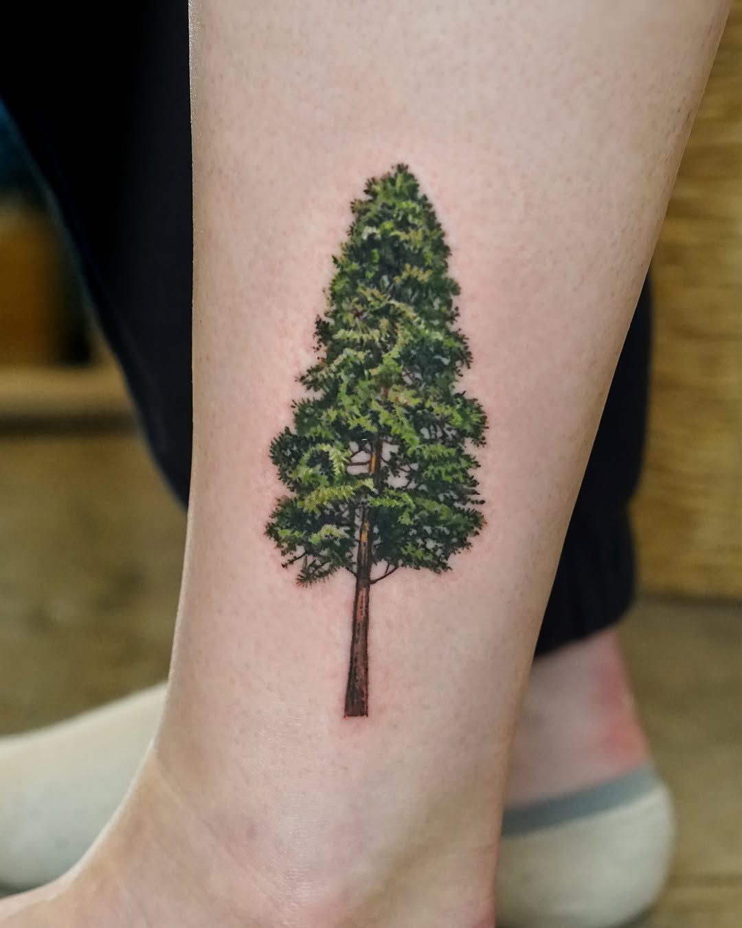 Nature, 소나무, 숲, 나무, 대나무