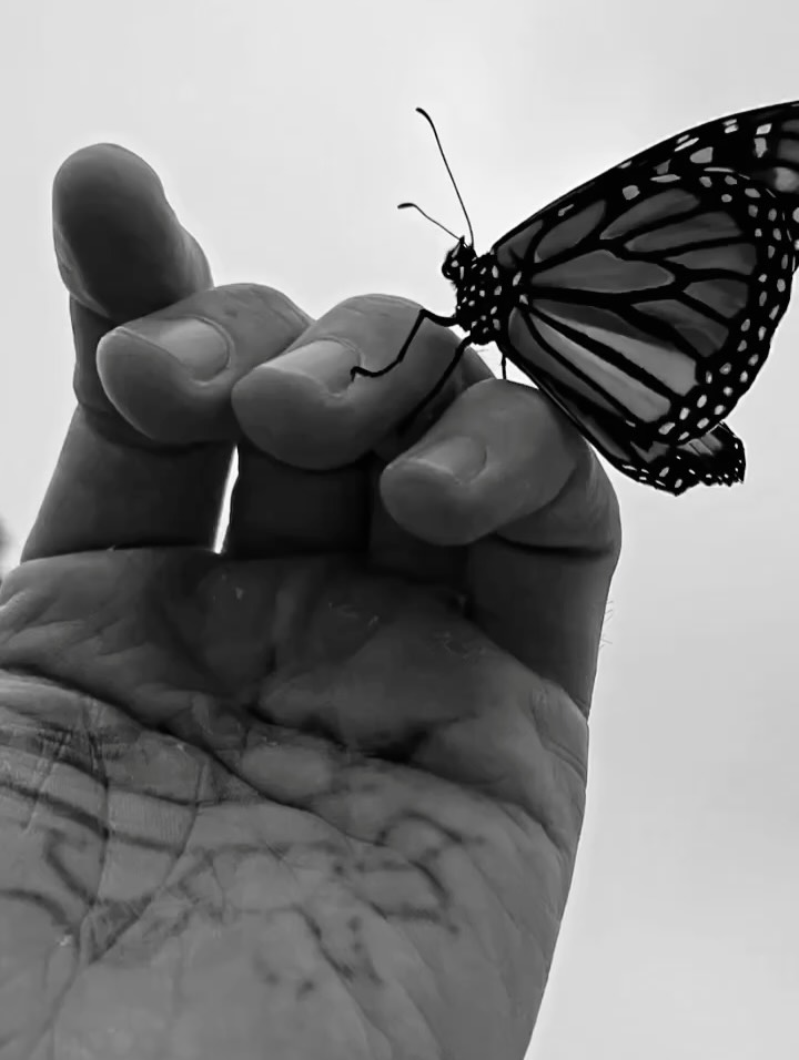 Animal, Nature
