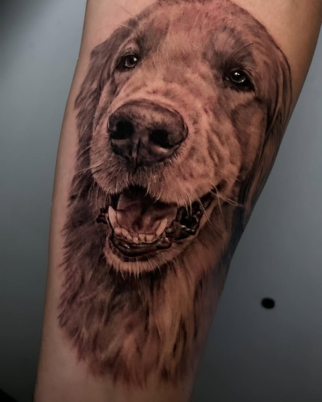 Animal