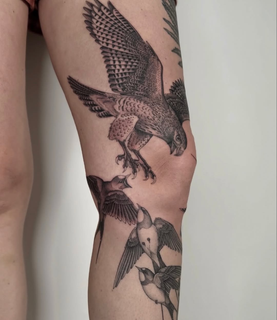 Animal