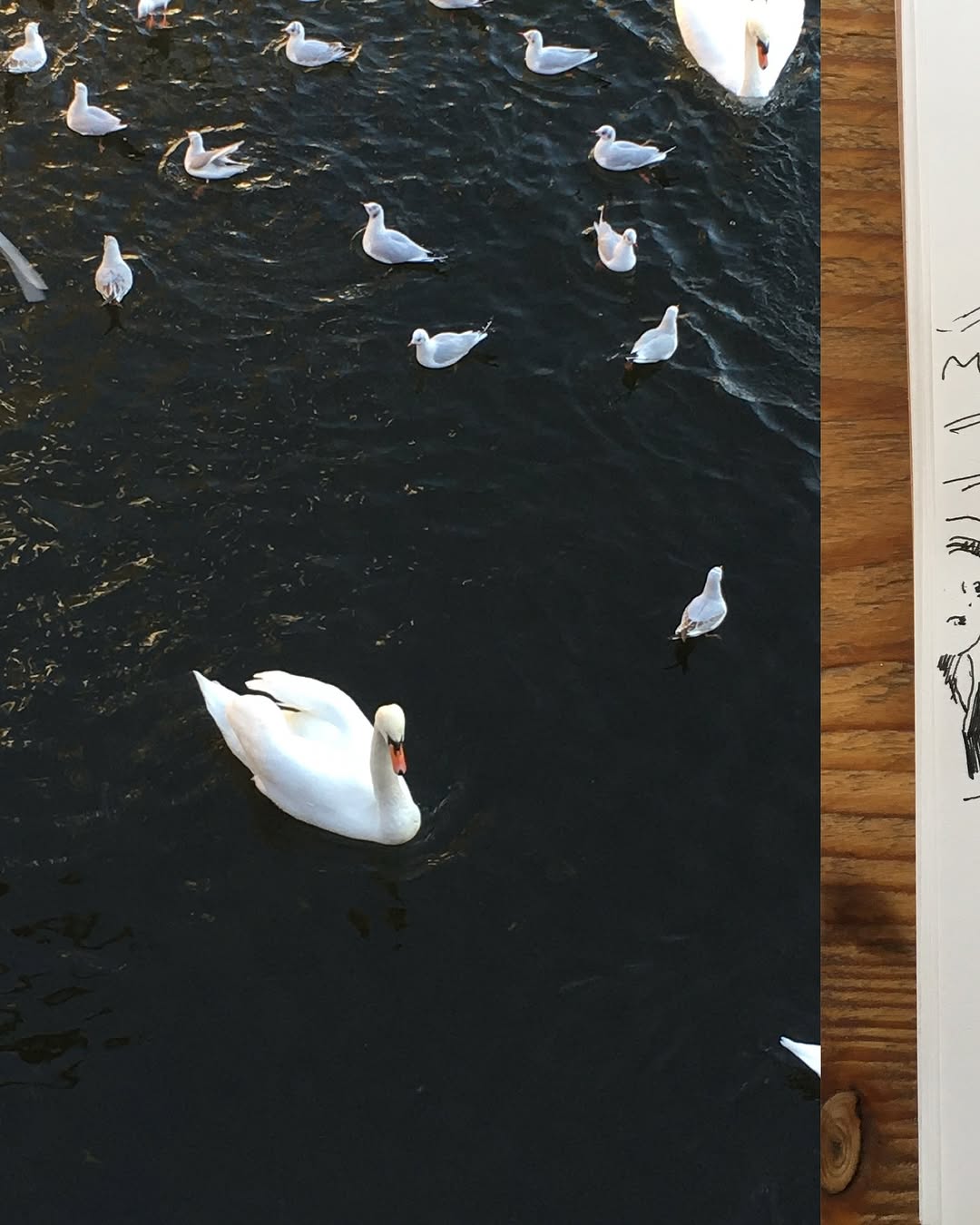 자전거, 오토바이, Lettering, 자동차