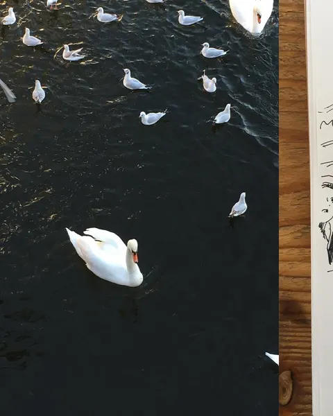 자전거, 오토바이, Lettering, 자동차