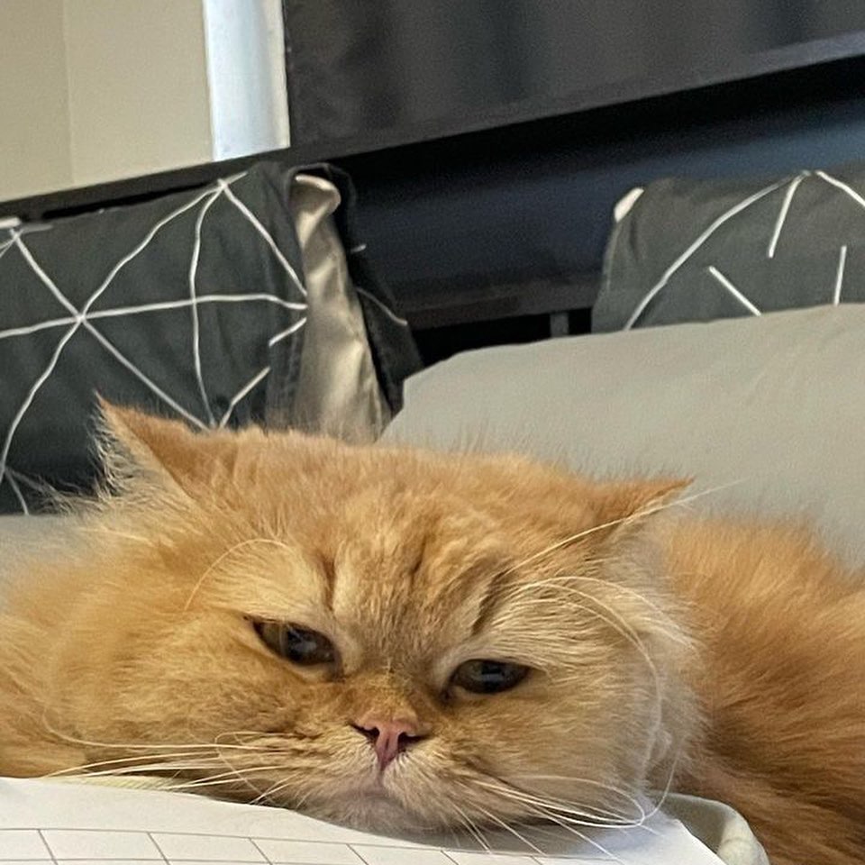 Animal