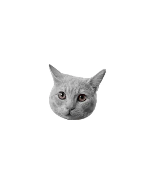 고양이, 여우 가면