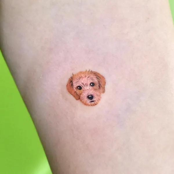 Animal, 원숭이, 고슴도치, 나무늘보
