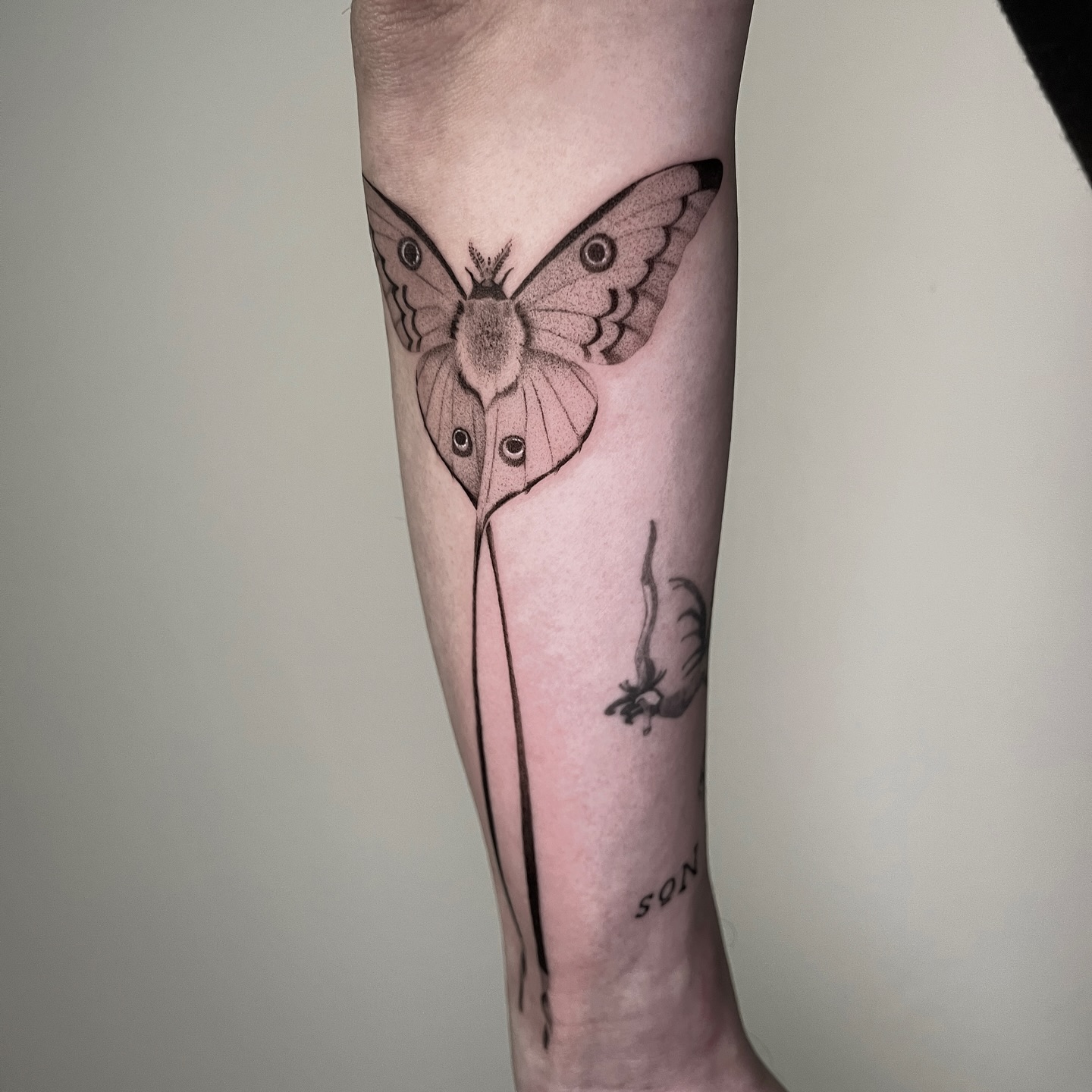 Animal, Nature