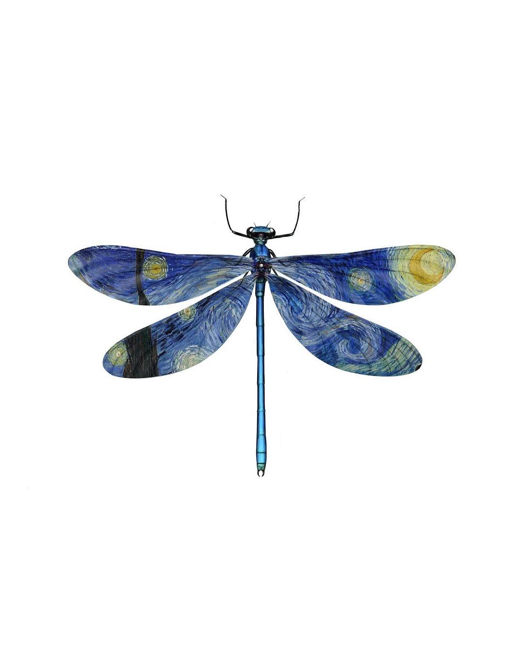 caotida