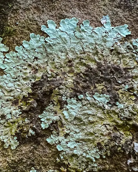 amylynn.colson