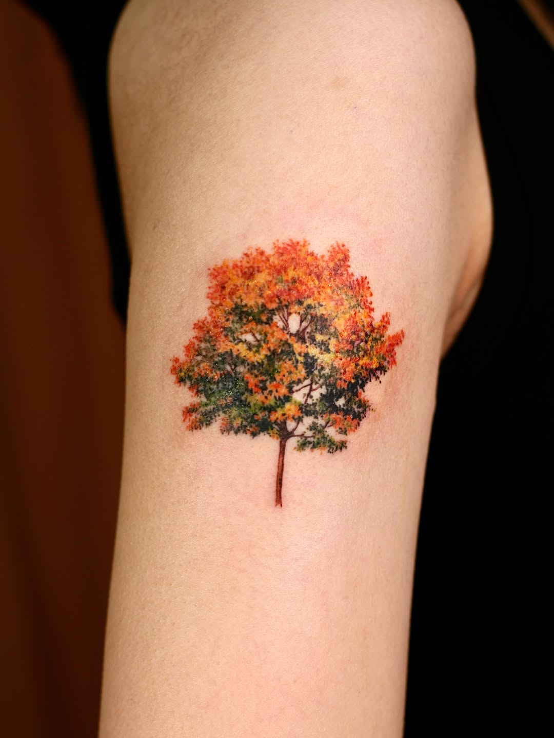 Nature, 소나무, 나무, 숲