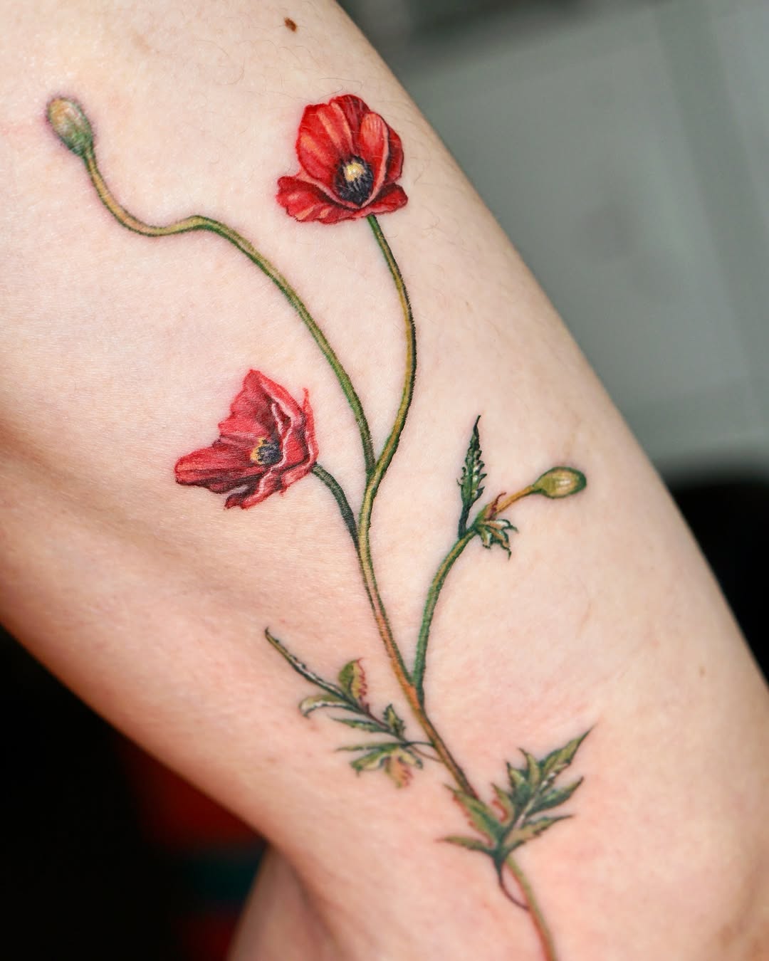 Flower, Rose, 양귀비