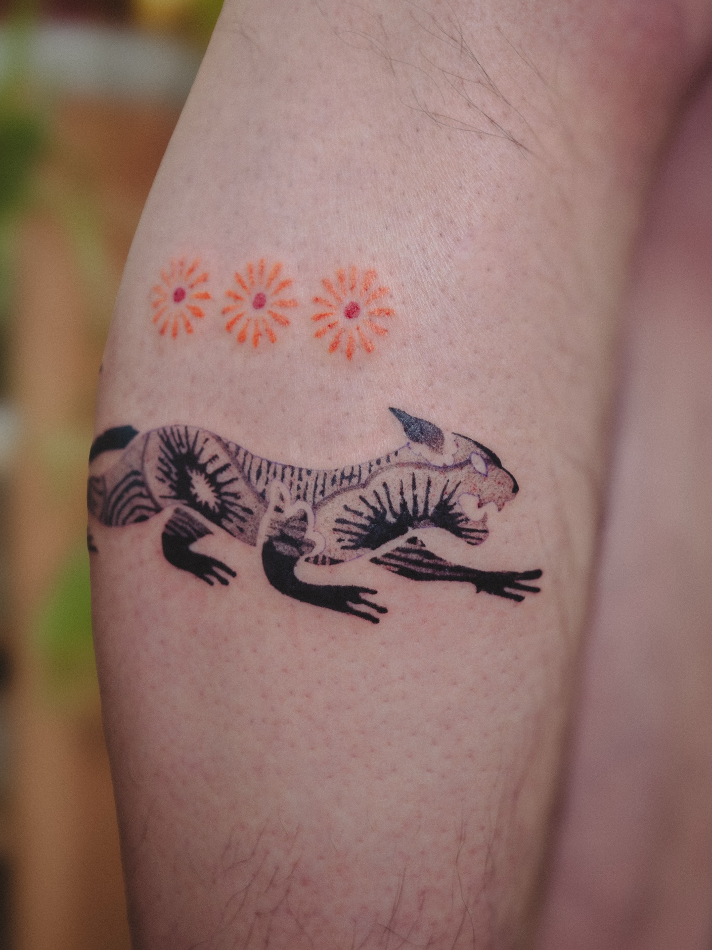 Tiger, Dragon
