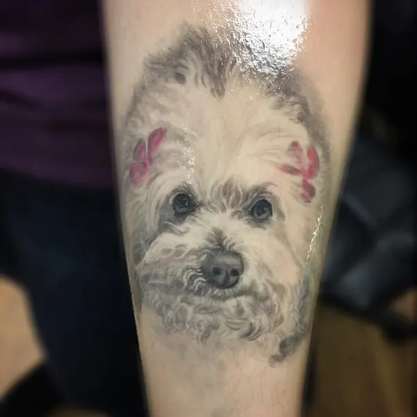 Animal
