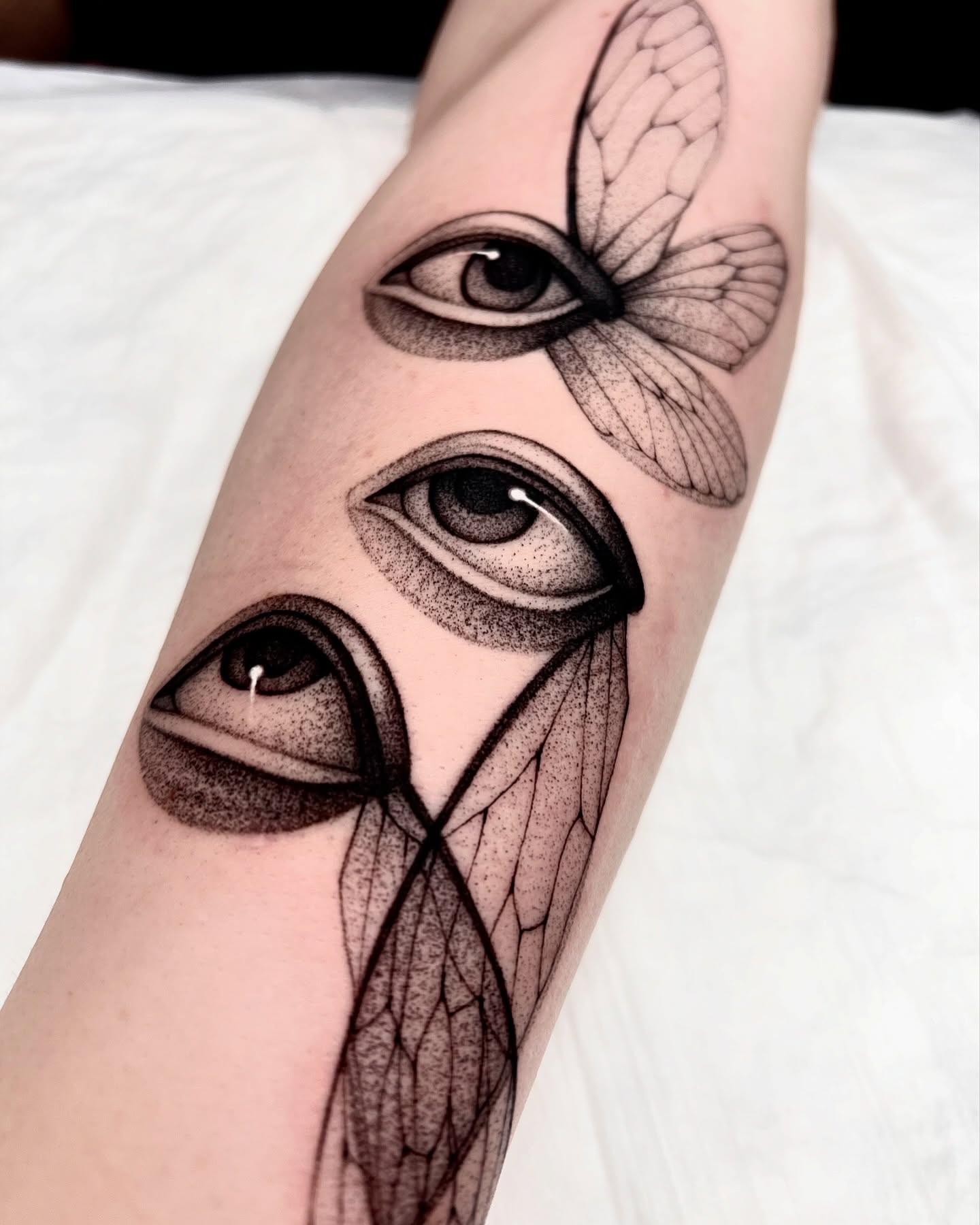 Animal, Nature