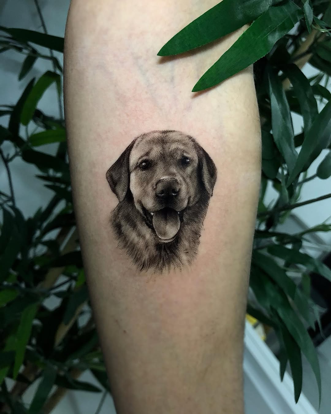 Animal