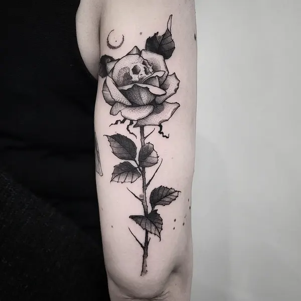 Flower, Rose, Nature