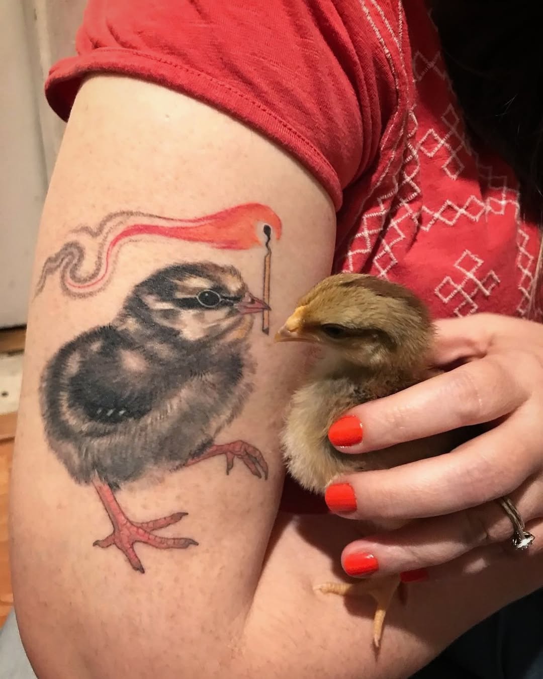Animal, 앵무새, 공작