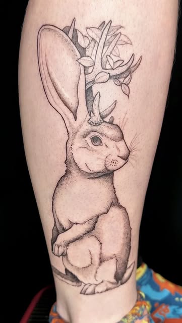 Animal, 토끼