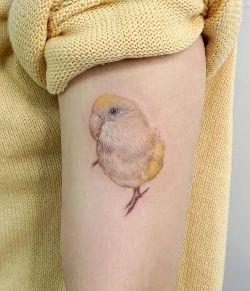 Animal, 학, 새, 공작, 펭귄, 앵무새, 비둘기