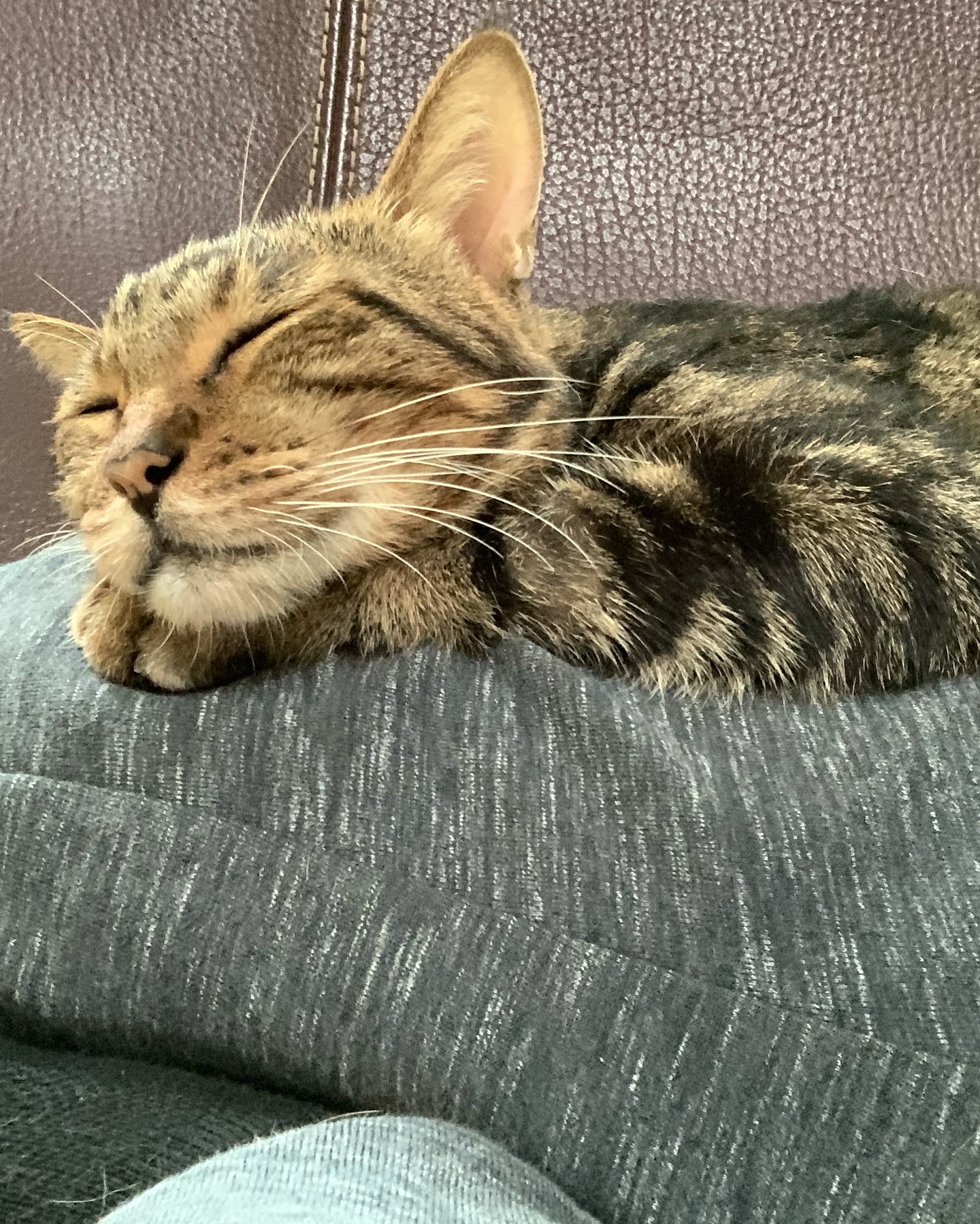 Animal, Tiger