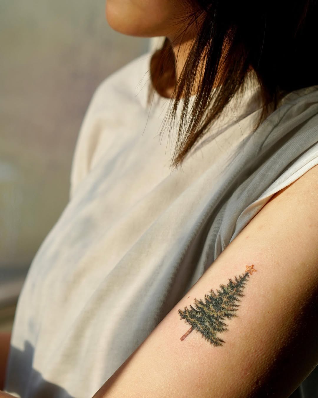 Nature, 소나무, 숲, 고사리, 나무