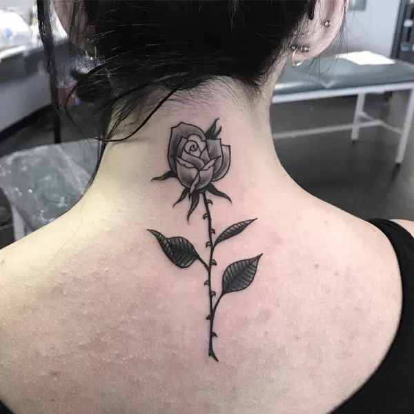 Flower, Rose, Nature