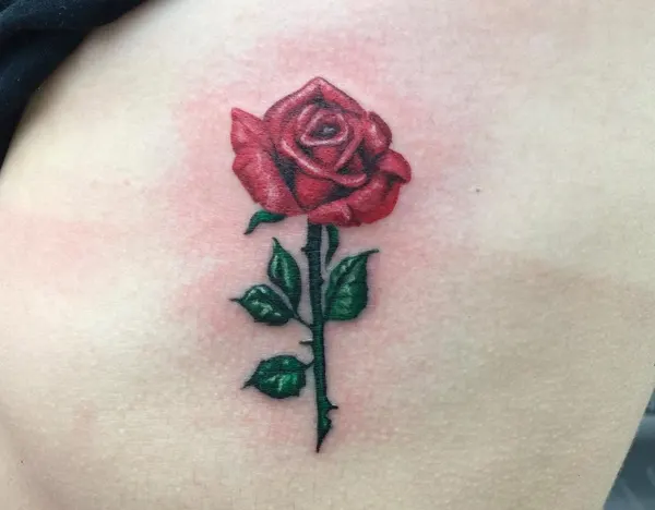 Flower, Rose, Nature