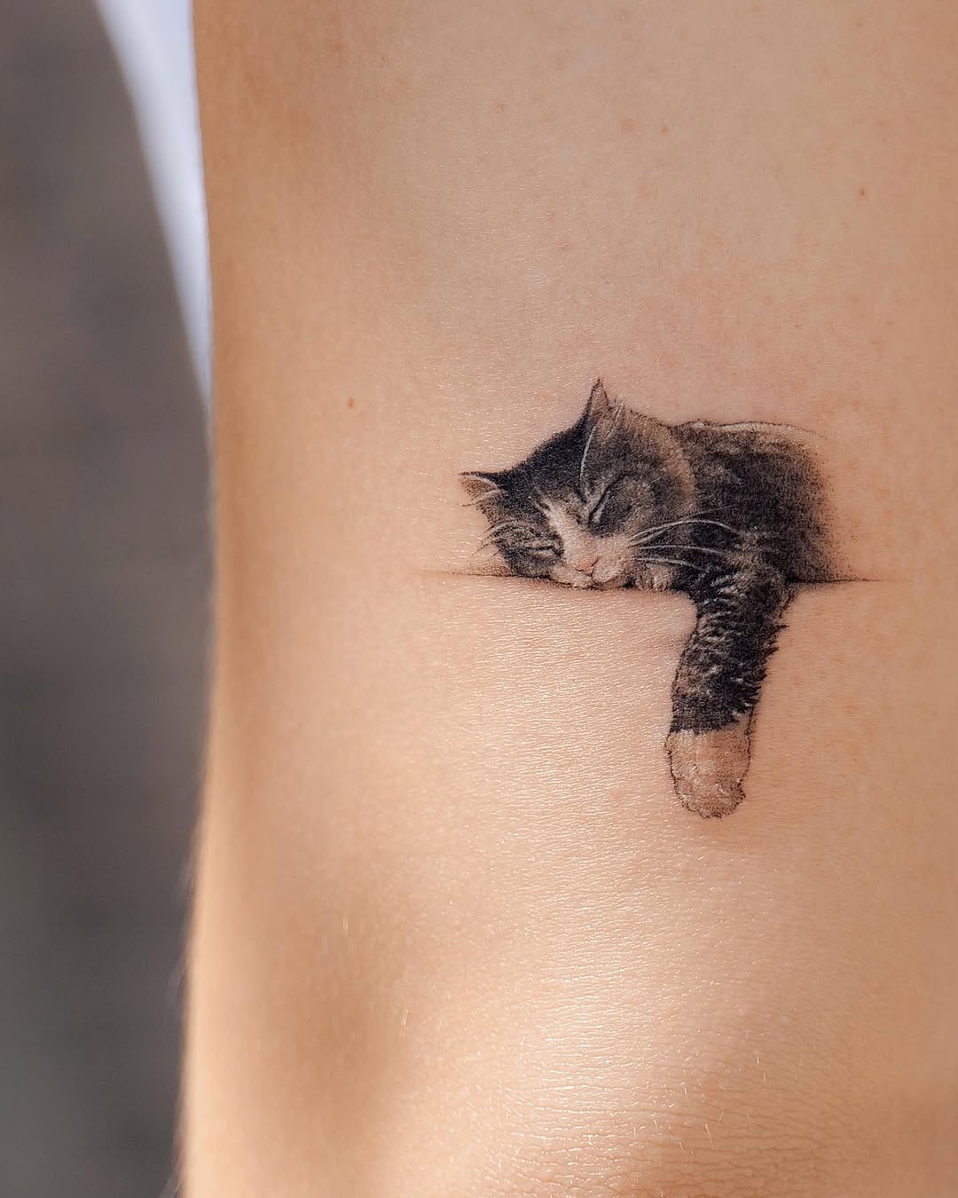 고양이