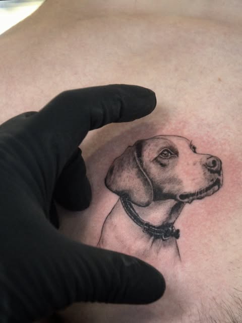 Animal