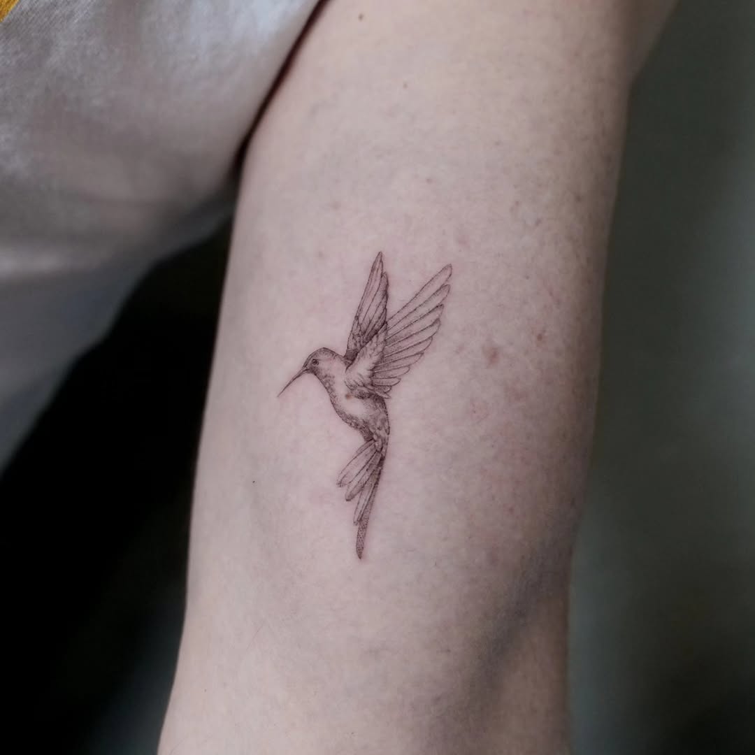 새, 비둘기, 참새, 제비, 벌새