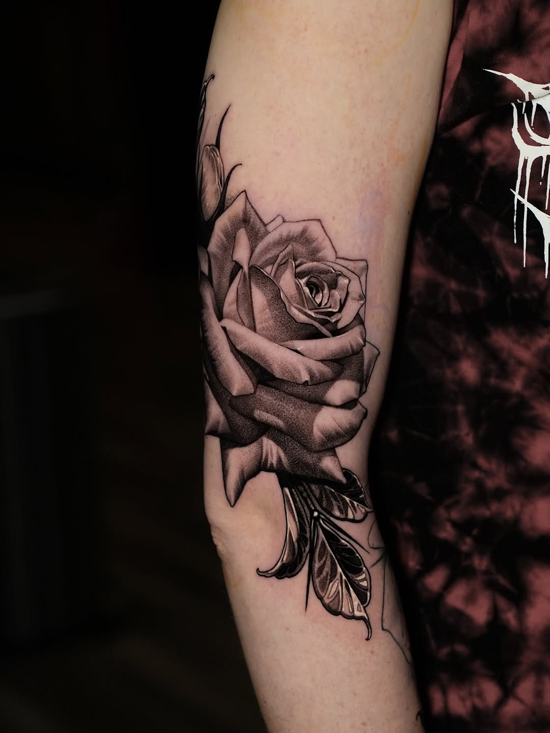 Flower, Nature, Rose