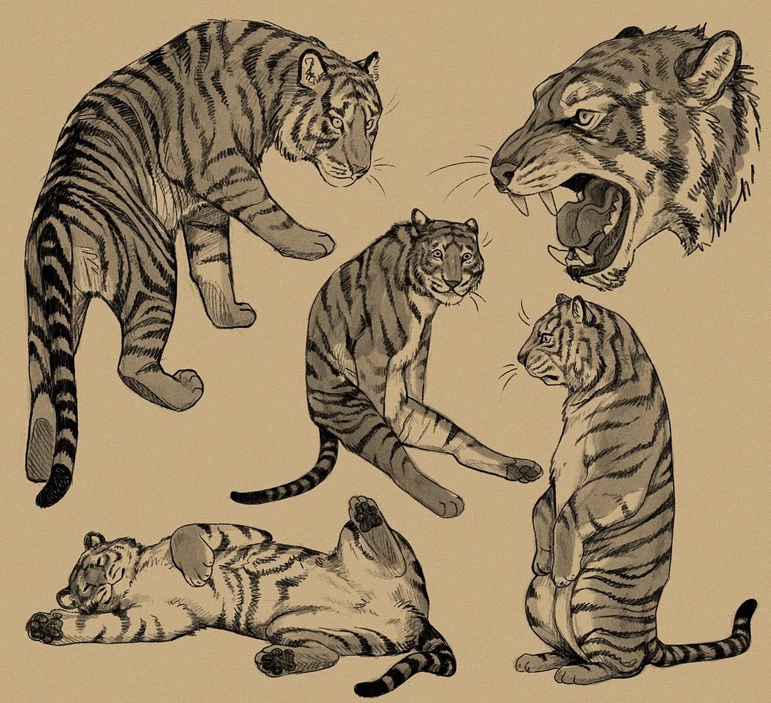 Tiger
