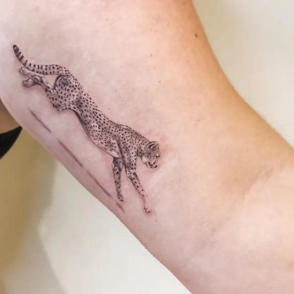 Animal, Tiger